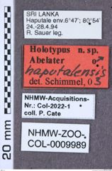 Etiketten zu Calais stellio (NHMW-ZOO-COL-0009989)